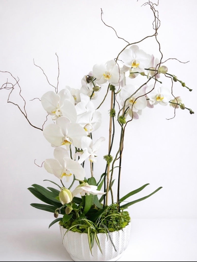 $250 Orchid Garden